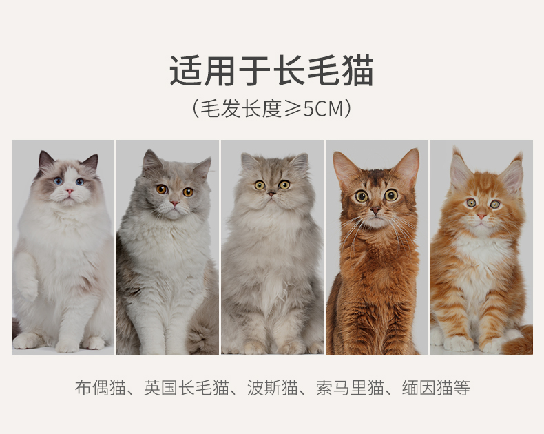 长毛猫_03